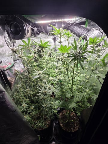 Special Kush#1 and Purple Queen Auto  — flower, day 83