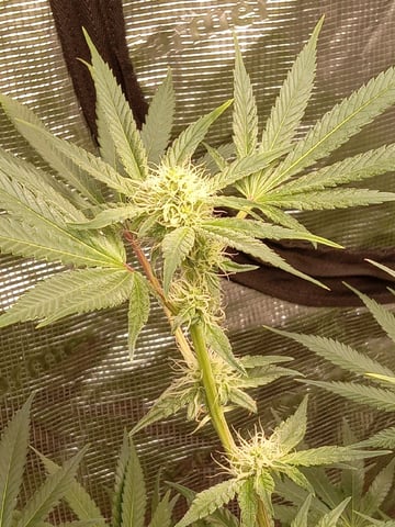 critical purple kush x peyote wifi  in the auto pot system tray 2 grow with added microhazian to the coco coir  — flower, day 86