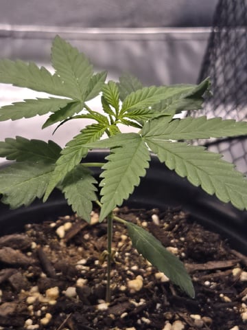 first grow second plant  — vegetative, day 20