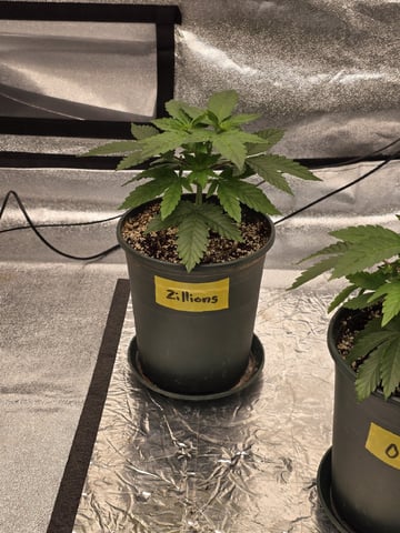 2026 Photoperiods — vegetative, day 35