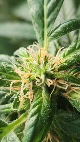 Royal Highness — flower, day 106