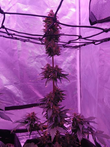 CountryG  — seedling_rooting, day 71