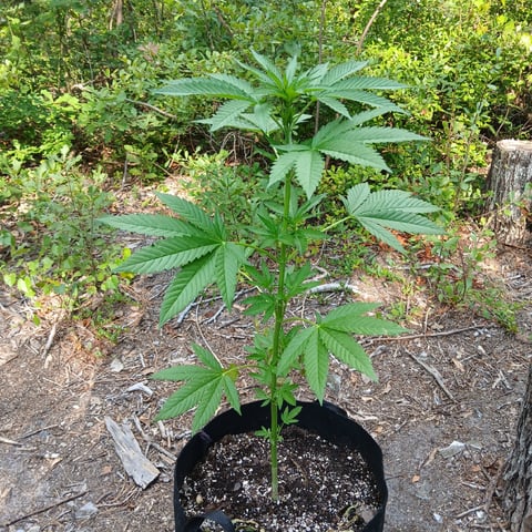 1GreenThumb — vegetative, day 261