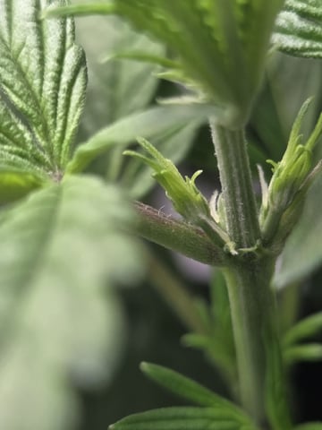 Automatic — vegetative, day 23