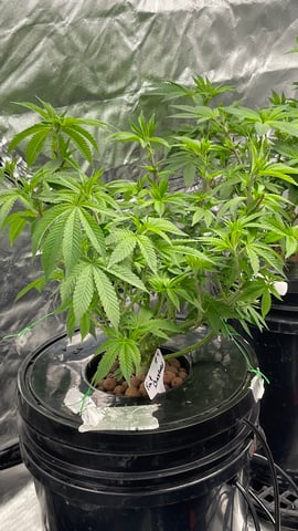 1st Ever Grow (Fat Bastard)(RDWC)  — vegetative, day 90