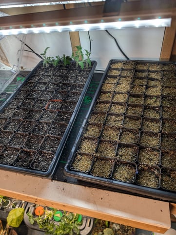 See what grows — vegetative, day 371