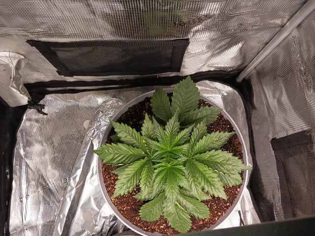 Gorilla Sherbert Feminized From Blimburn Seeds  — vegetative, day 20