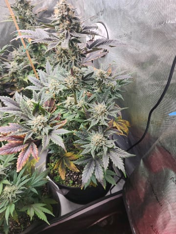 Rings of Saturn & Ghostboosters - Apollo Haze Artisanal Line — flower, day 69