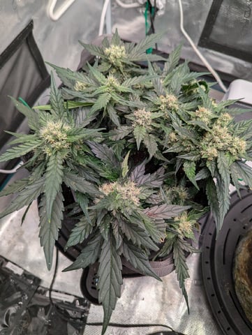2025 EOY Grow — flower, day 52