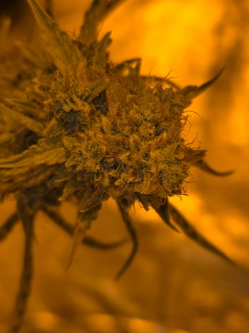 First Autoflower Indoor — flower, day 39