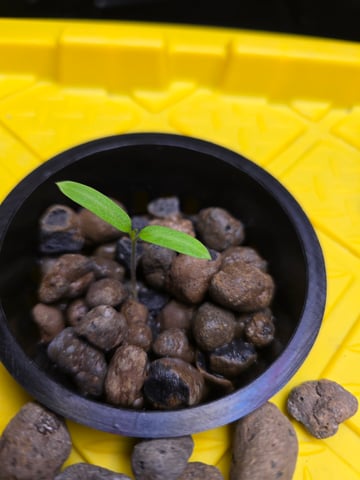 Hydro Roma Tomatoes  — grow_setup, day 1