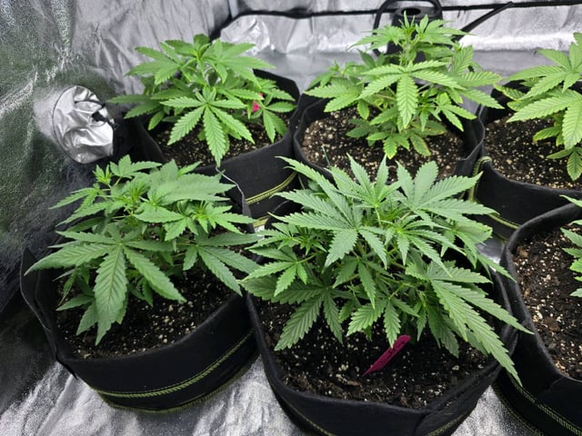 3rd Auto Grow — vegetative, day 44
