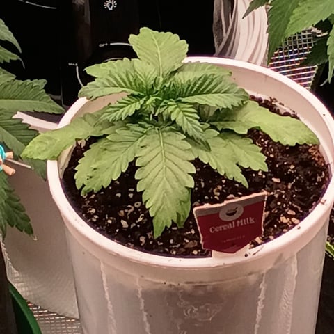 TentPlantLightFan — vegetative, day 49