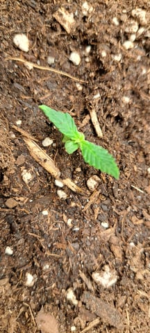 First Grow with the new setup  — seedling_rooting, day 5