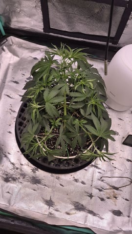 zlurricane blast — vegetative, day 37