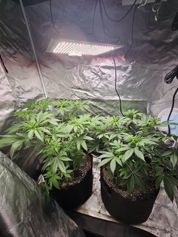 Jenny Kush photoperiod — flower, day 81