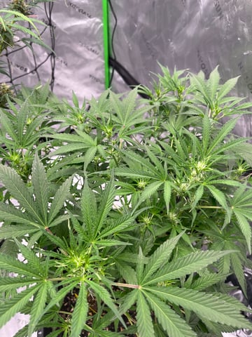 tropicana cookie purple  — flower, day 45