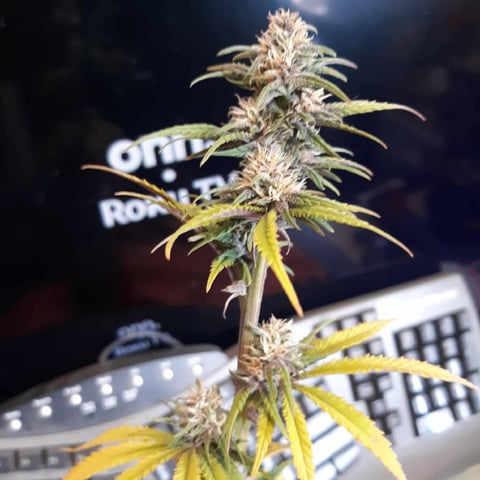 Moving On — flower, day 31