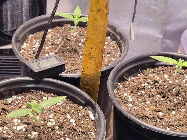 first grow second plant  — seedling_rooting, day 8