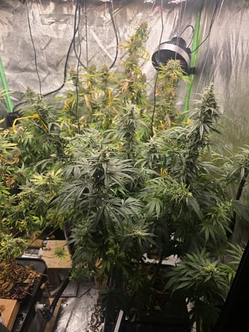 Growing — flower, day 120