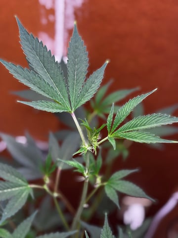 Triple Cake  — flower, day 31