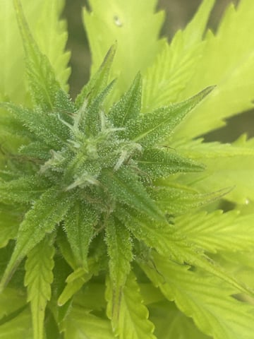Tincture Trial — flower, day 55