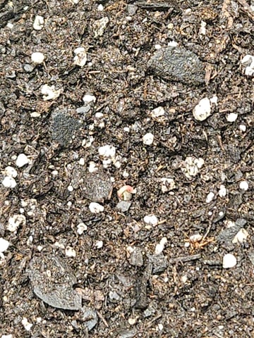 Gorilla Z auto — germination, day 6