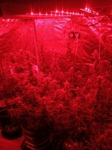 Cornucopia of Cannabis — grow_setup, day 1