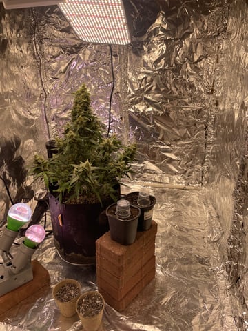 2nd Grow Ever — seedling_rooting, day 4