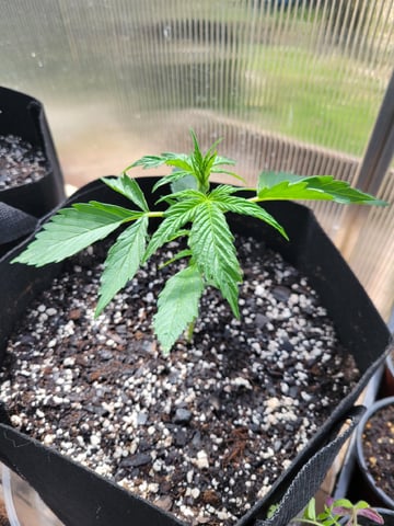 Watermelon Auto — vegetative, day 20