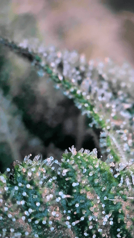 Looking for advice! — flower, day 76