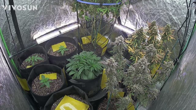 Mixed Grow — flower, day 125