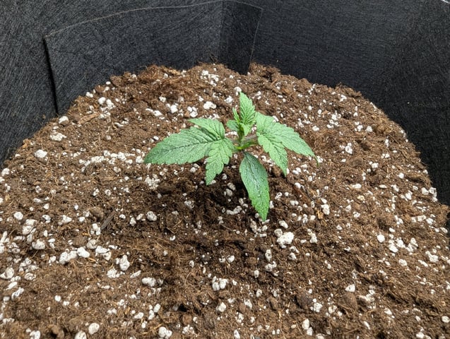 Pineapple Express  — seedling_rooting, day 9