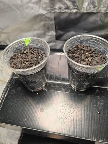 Jenny Kush photoperiod — germination, day 7
