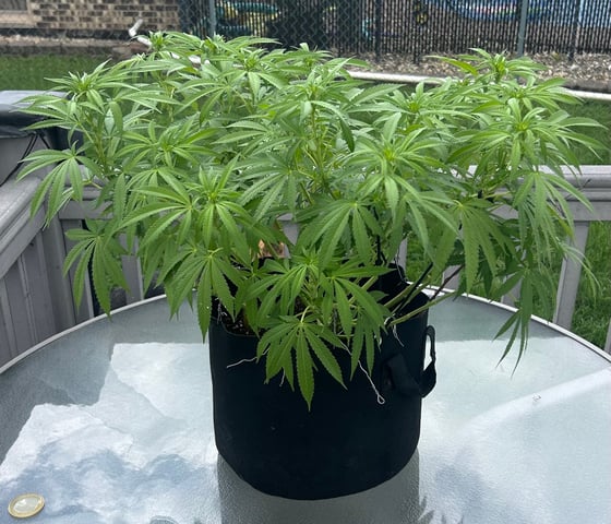 Wedding cake & Indoor Wedding Cake Clones — flower, day 17