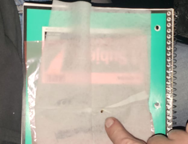 First attempt at planting some seeds — germination, day 3