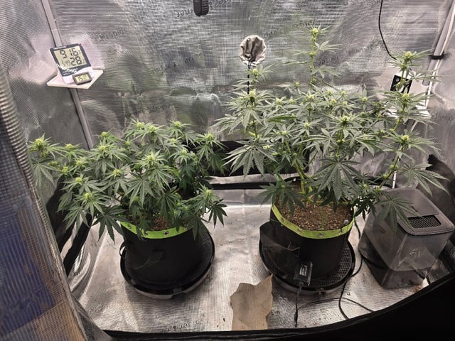  1 Blue Zushi x Venom & 1 Jack Here x Strawberry Cookies OG — flower, day 61