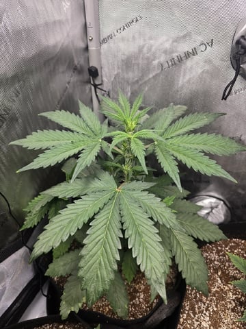 Coco Grow — vegetative, day 28