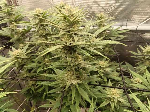 Starfighter/Ohio Guptilla Hybrid — flower, day 12