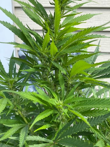 widows’ mimosa f1 — flower, day 94