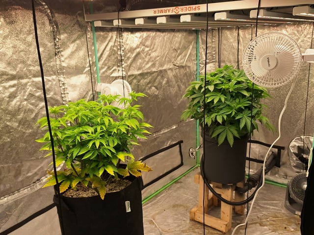 Blackberry Kush — vegetative, day 59