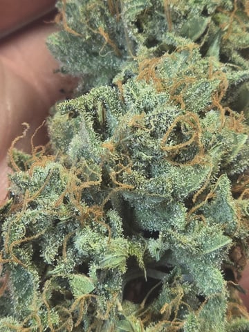 3rd Auto Grow — grow_setup, day 7