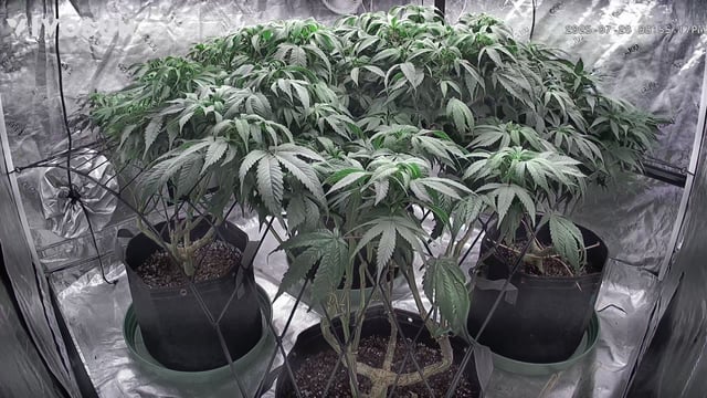 outdoor start/indoor 2025 — vegetative, day 132