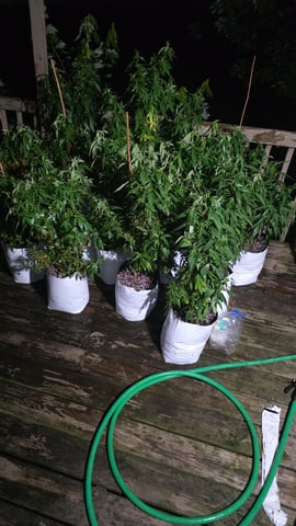 Outdoor 2025 — vegetative, day 117