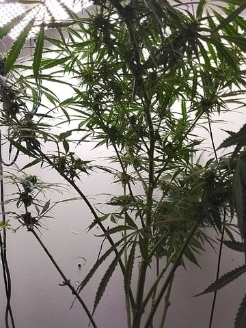 Atlas Seeds — none, day 2