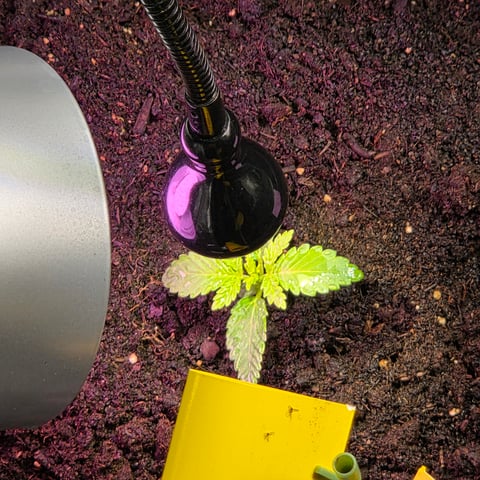 1st indoor grow 8 smaller plan t s — vegetative, day 22