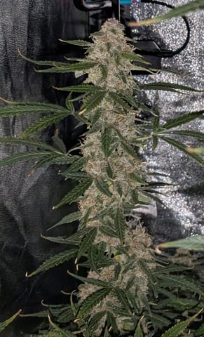 Strawberry Cheesecake Seedsman Seeds Autoflowers x2 — flower, day 75
