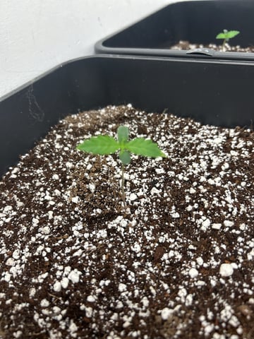 Northern Lights Auto x 4 — seedling_rooting, day 3
