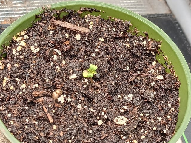 9lbhammer feminized  — seedling_rooting, day 1