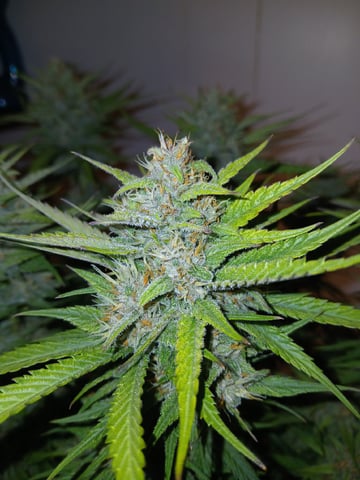 Lsd25, Dosido,GDP All Autos.